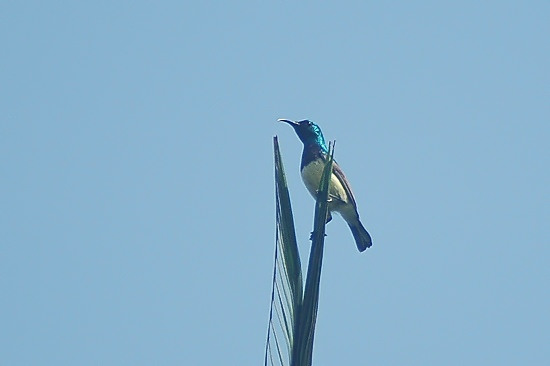 Variable Sunbird.JPG